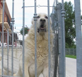 Buk nel lavoro di guardia
